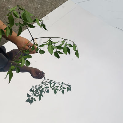 Le SEDERE hanno finito il SUS eccellente dello strato di acciaio inossidabile dello specchio 430 1500mm laminati a freddo